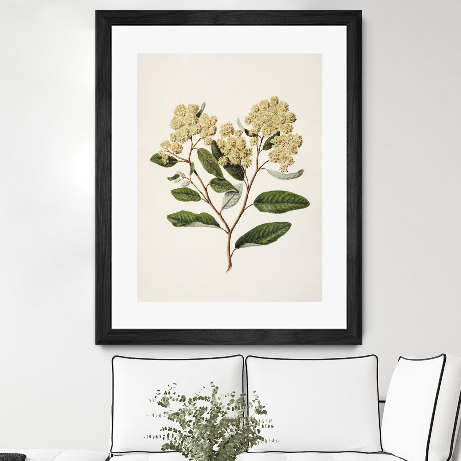 Kumarahou Drawn By Sarah Featon (1848a¬Ä¬ì1927 by Sarah Featon on GIANT ART - flowers and plants vintage botanical