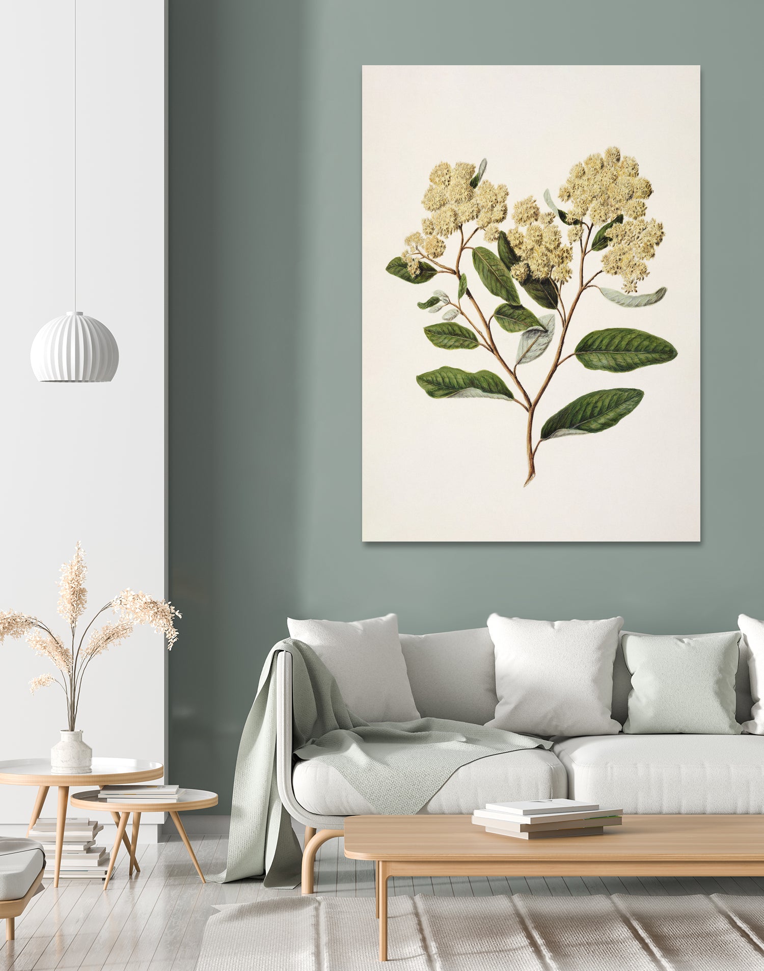 Kumarahou Drawn By Sarah Featon (1848a¬Ä¬ì1927 by Sarah Featon on GIANT ART - flowers and plants vintage botanical