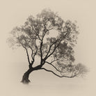 Wanaka Rain by Steven Fudge on GIANT ART - rain botanical rain