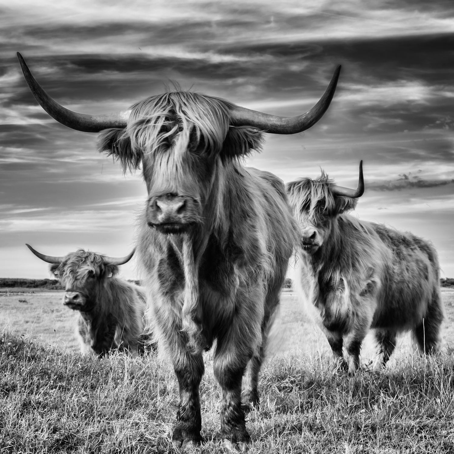 le trio by Stephane Pecqueux on GIANT ART - trois animal trois