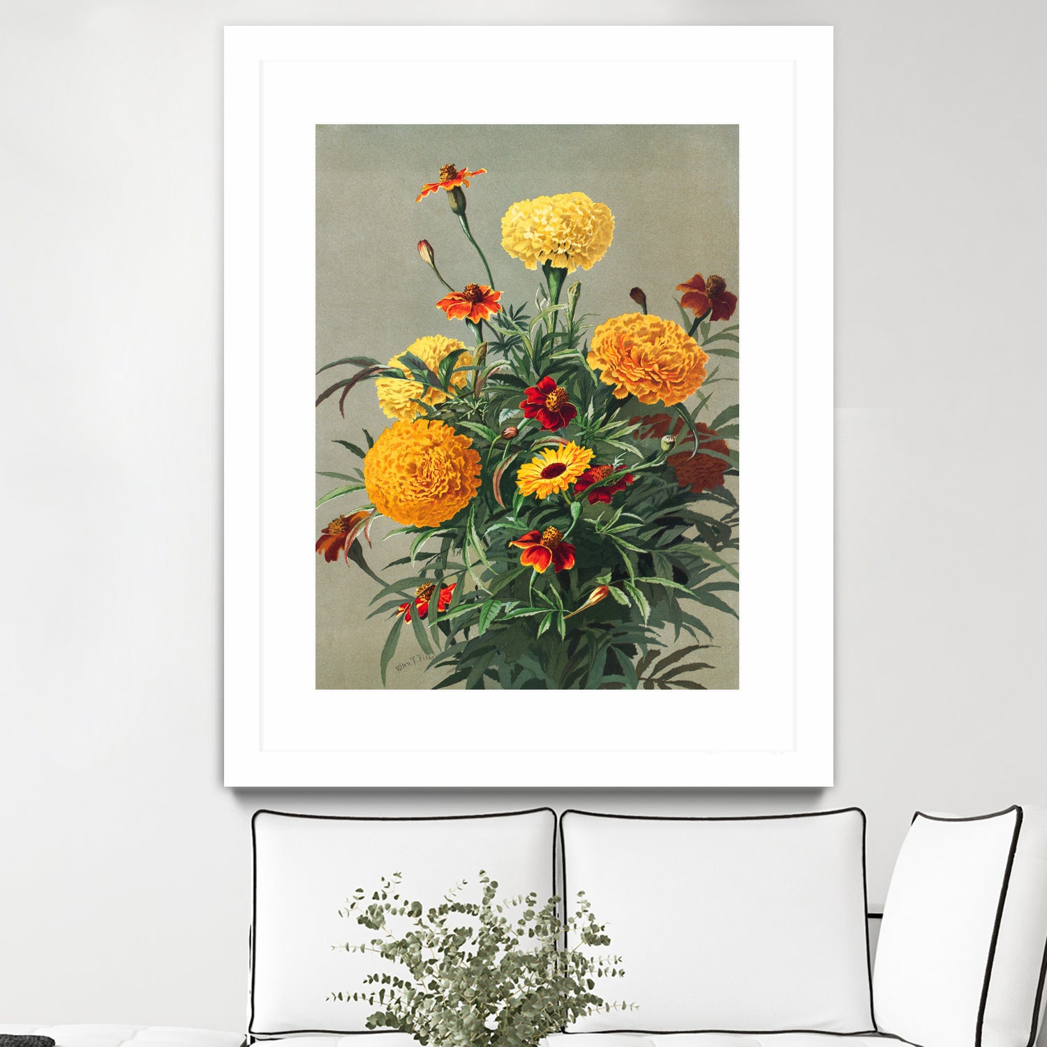Marigolds by Ellen Thayer Fisher on GIANT ART - illustration ellen thayer fisher
