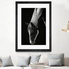 Quiet Strength by Frank Ma on GIANT ART - horse photography horse