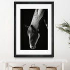 Quiet Strength by Frank Ma on GIANT ART - horse photography horse