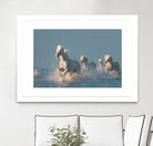 Angels of Camargue by Rostovskiy on GIANT ART - animals horse