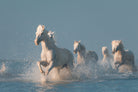 Angels of Camargue by Rostovskiy on GIANT ART - animals horse