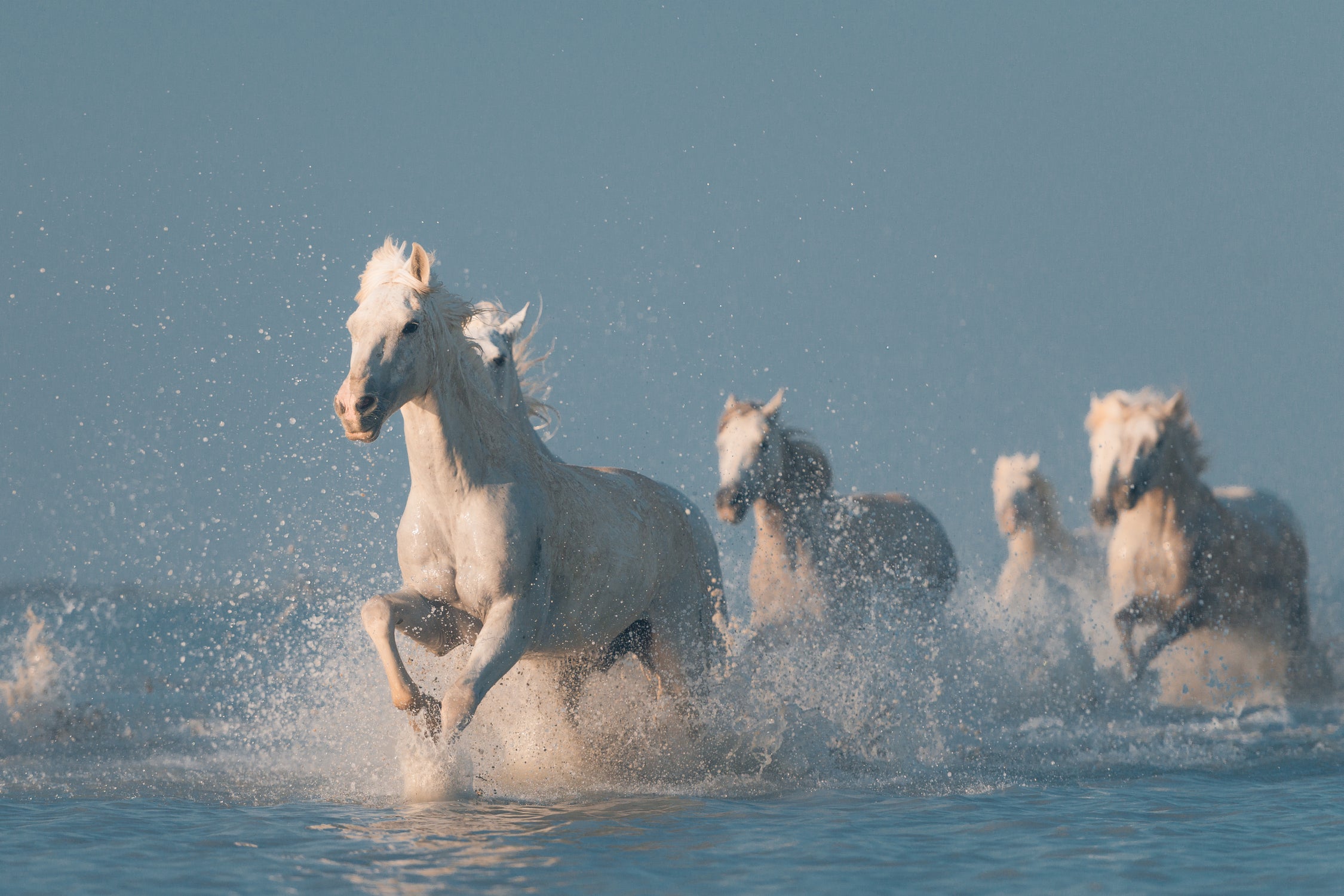 Angels of Camargue by Rostovskiy on GIANT ART - animals horse