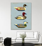 Decoy Ducks I by June Erica Vess on GIANT ART - animals nature birds
