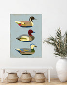 Decoy Ducks I by June Erica Vess on GIANT ART - animals nature birds