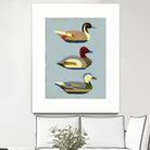 Decoy Ducks I by June Erica Vess on GIANT ART - animals nature birds