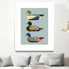 Decoy Ducks II by June Erica Vess on GIANT ART - animals nature birds