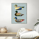 Decoy Ducks II by June Erica Vess on GIANT ART - animals nature birds