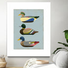 Decoy Ducks II by June Erica Vess on GIANT ART - animals nature birds