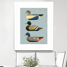 Decoy Ducks II by June Erica Vess on GIANT ART - animals nature birds