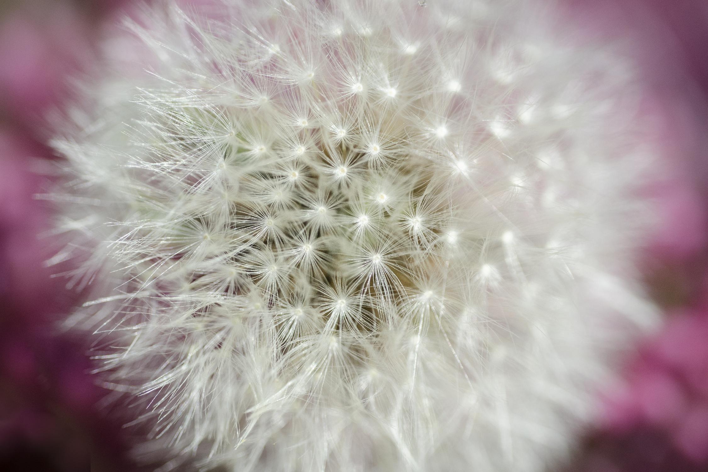 Dandelion on a rose par Nick Jackson sur GIANT ART - art photo rose