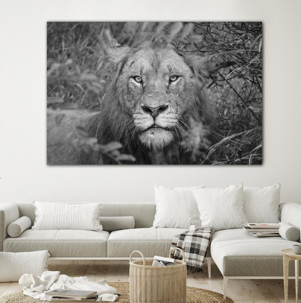 Dans les yeux du lion par Nick Jackson sur GIANT ART - animaux blancs