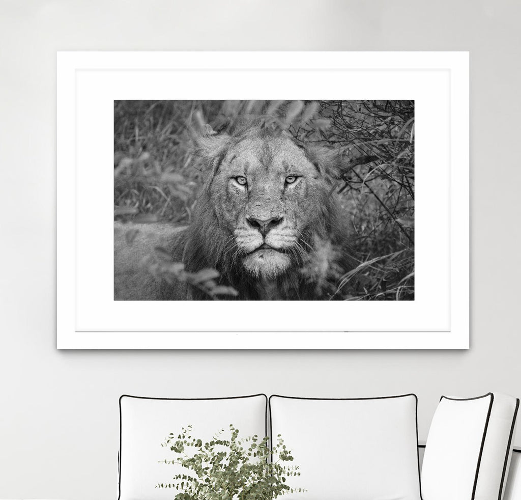 Into the eyes of the lion by Nick Jackson on GIANT ART - white animals