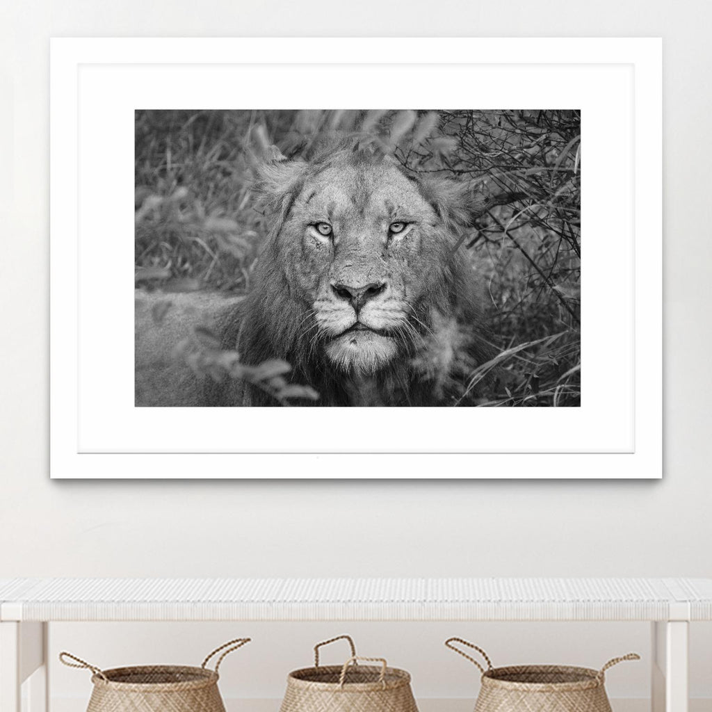 Dans les yeux du lion par Nick Jackson sur GIANT ART - animaux blancs