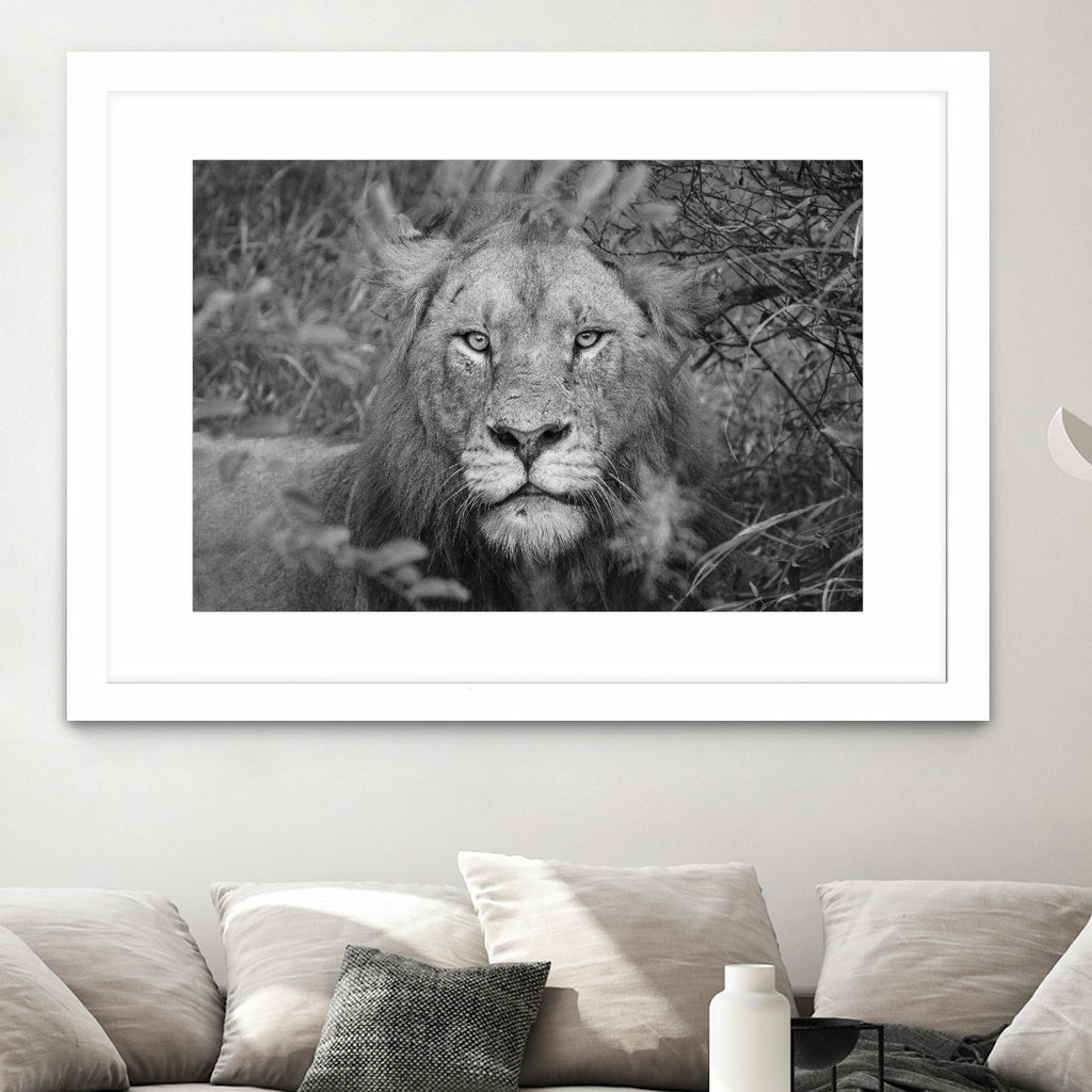 Into the eyes of the lion by Nick Jackson on GIANT ART - white animals