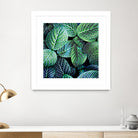 Leaf VIII by Peter Morneau on GIANT ART - white botany