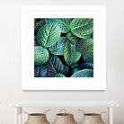 Leaf VIII by Peter Morneau on GIANT ART - white botany