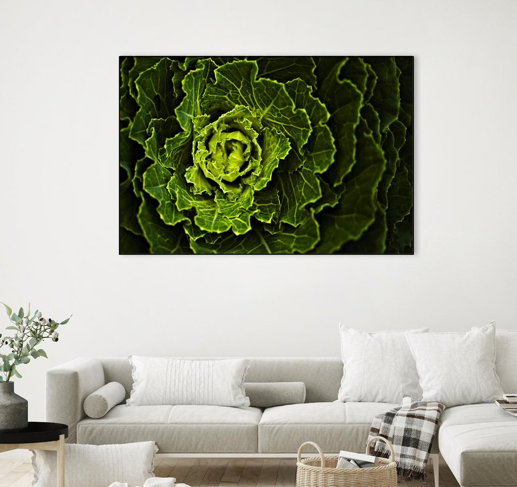 Cabbage I par Peter Morneau sur GIANT ART - art photo vert