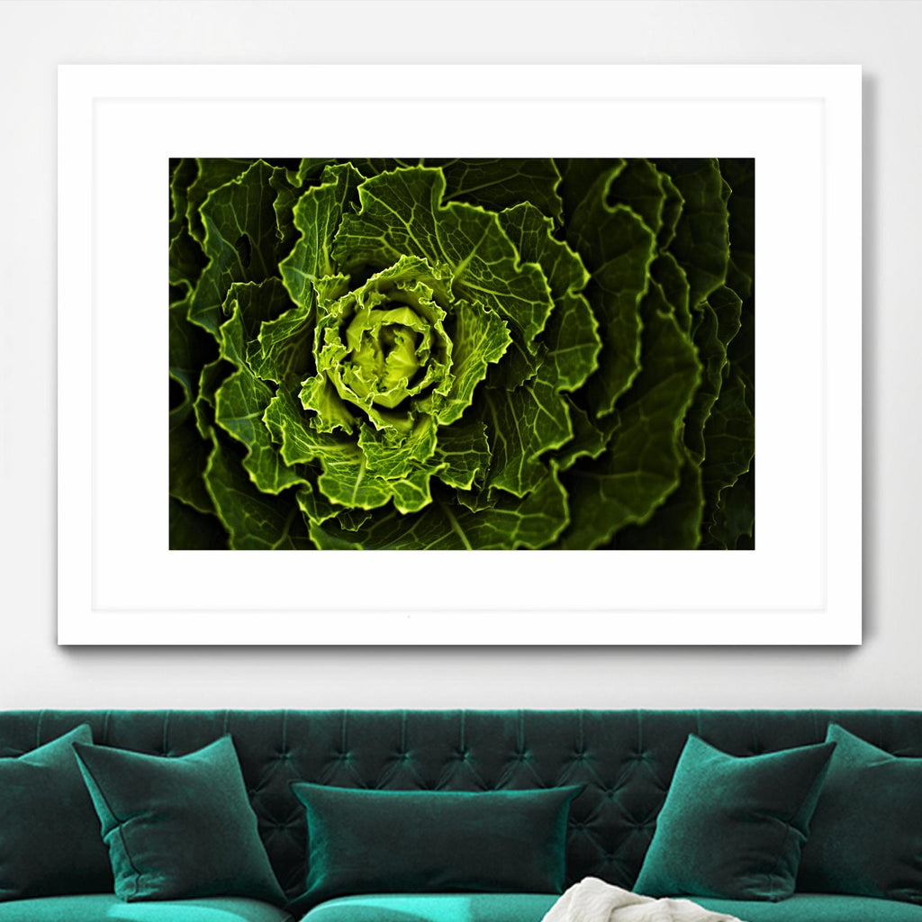 Cabbage I par Peter Morneau sur GIANT ART - art photo vert