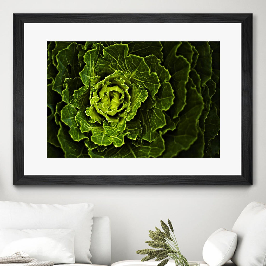 Cabbage I by Peter Morneau on GIANT ART - green photo art