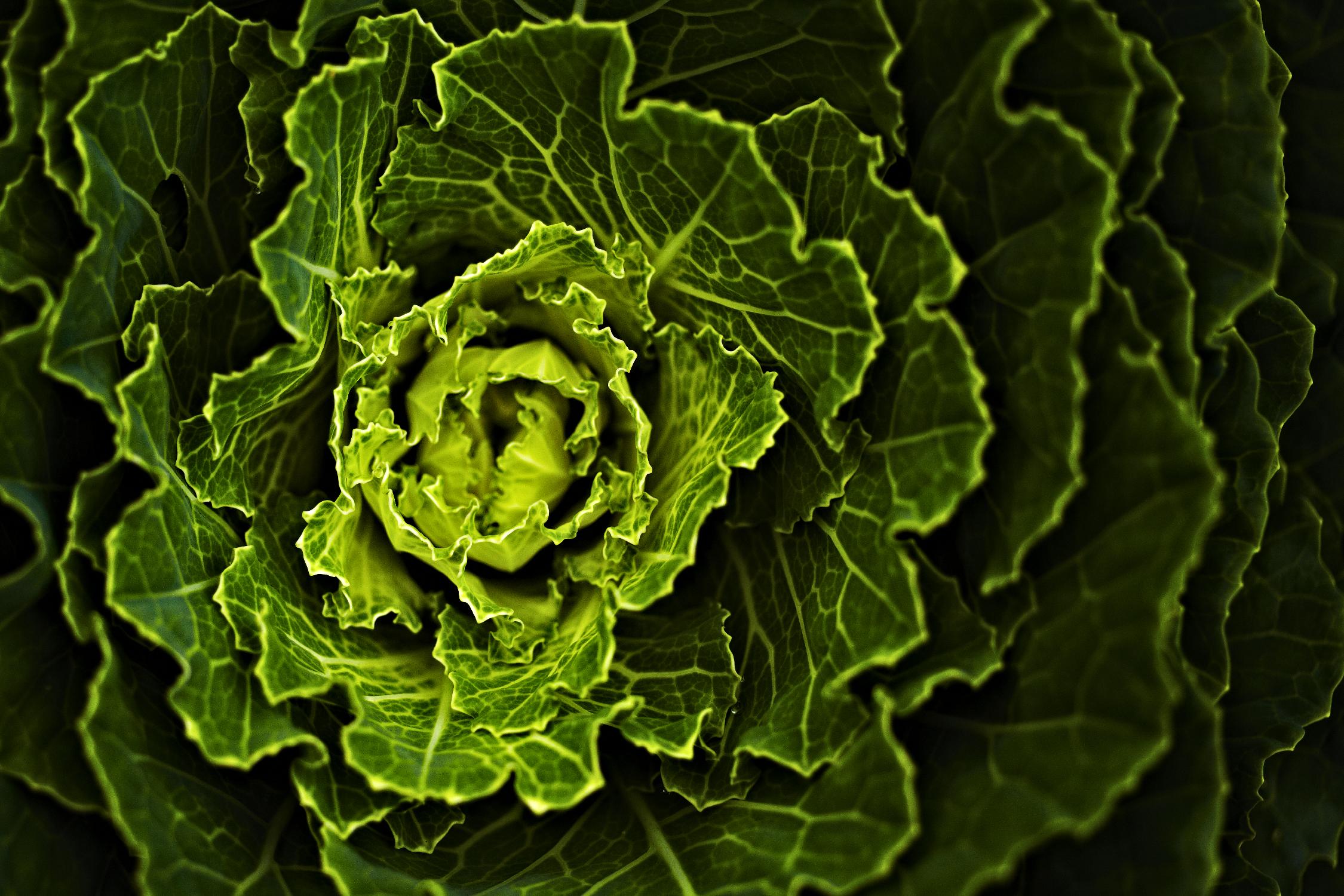 Cabbage I par Peter Morneau sur GIANT ART - art photo vert