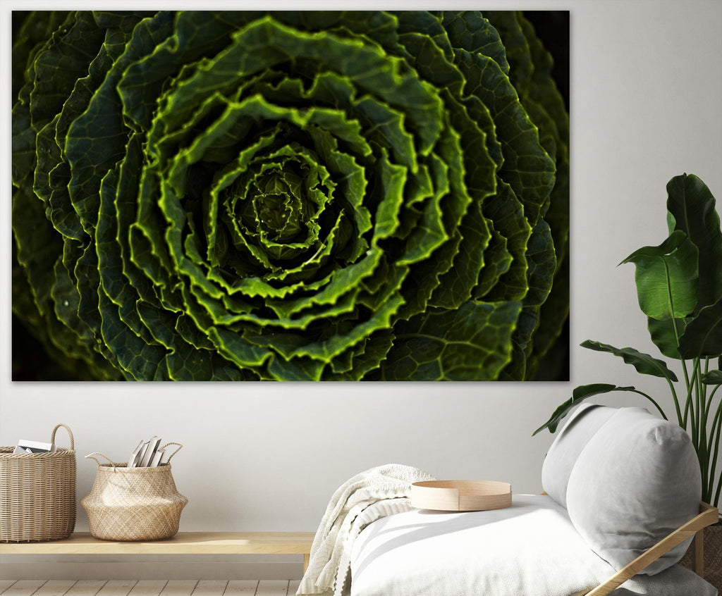 Cabbage II par Peter Morneau sur GIANT ART - art photo vert