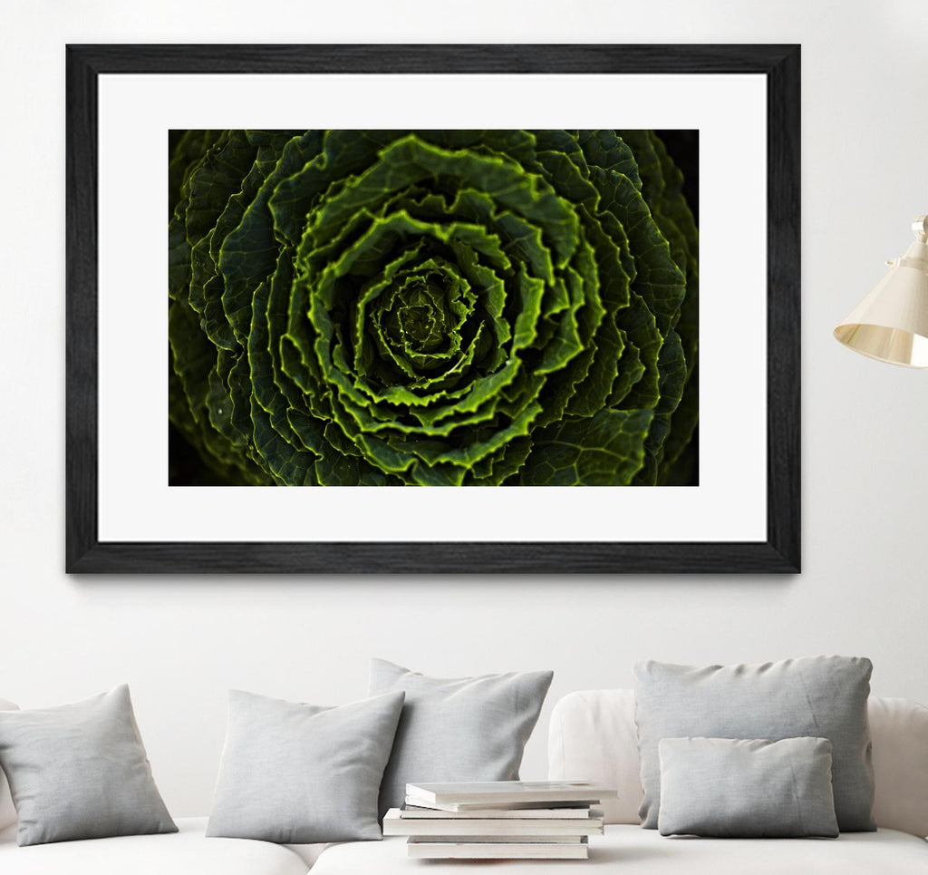Cabbage II by Peter Morneau on GIANT ART - green photo art