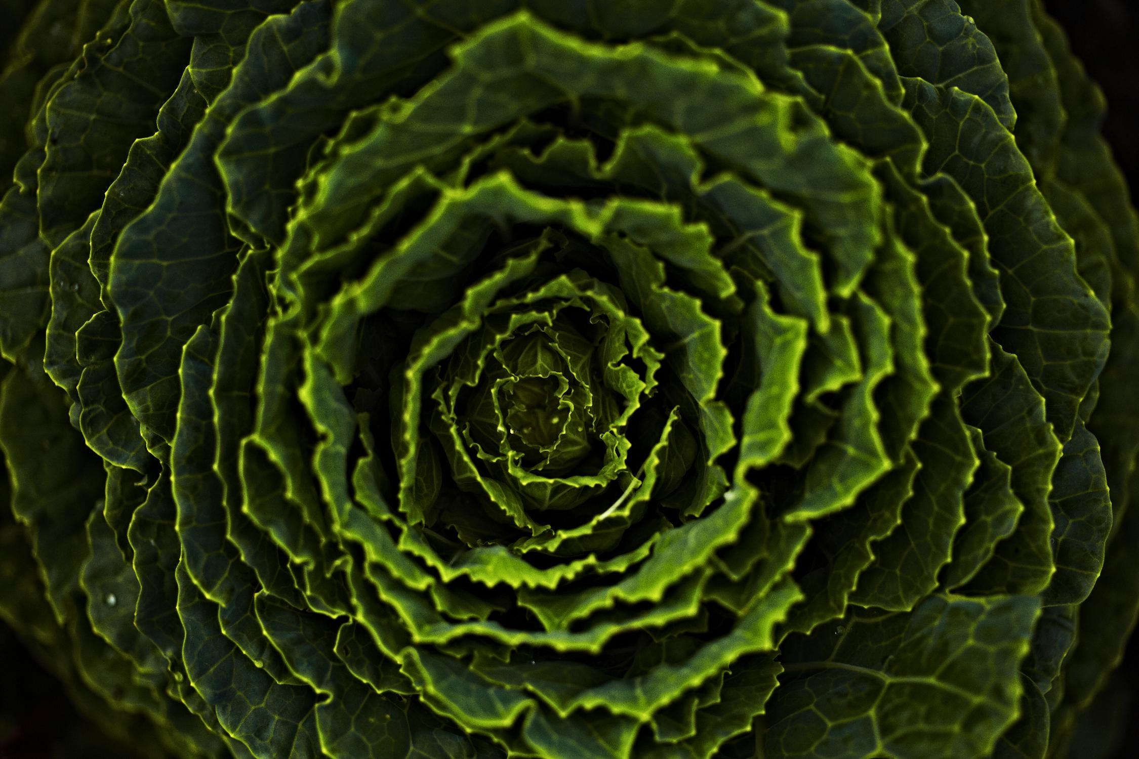 Cabbage II par Peter Morneau sur GIANT ART - art photo vert