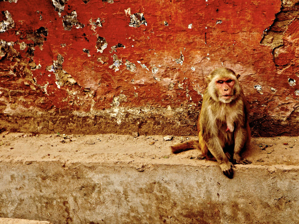 Monkey by Peter Morneau on GIANT ART - orange photo art