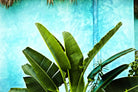 Tropical II de Peter Morneau sur GIANT ART - art photo vert