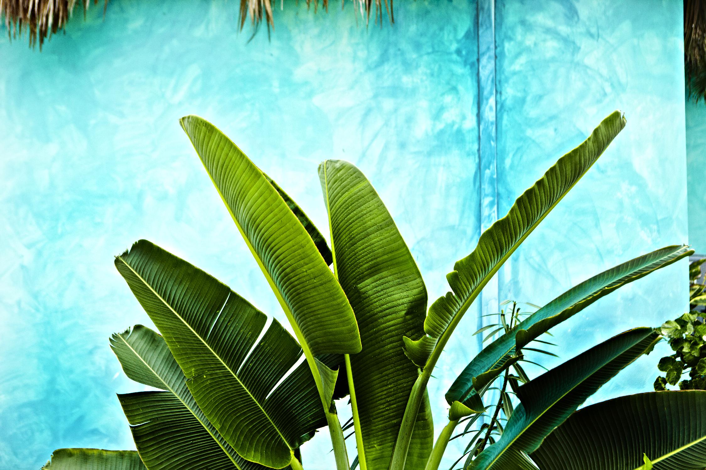 Tropical II de Peter Morneau sur GIANT ART - art photo vert