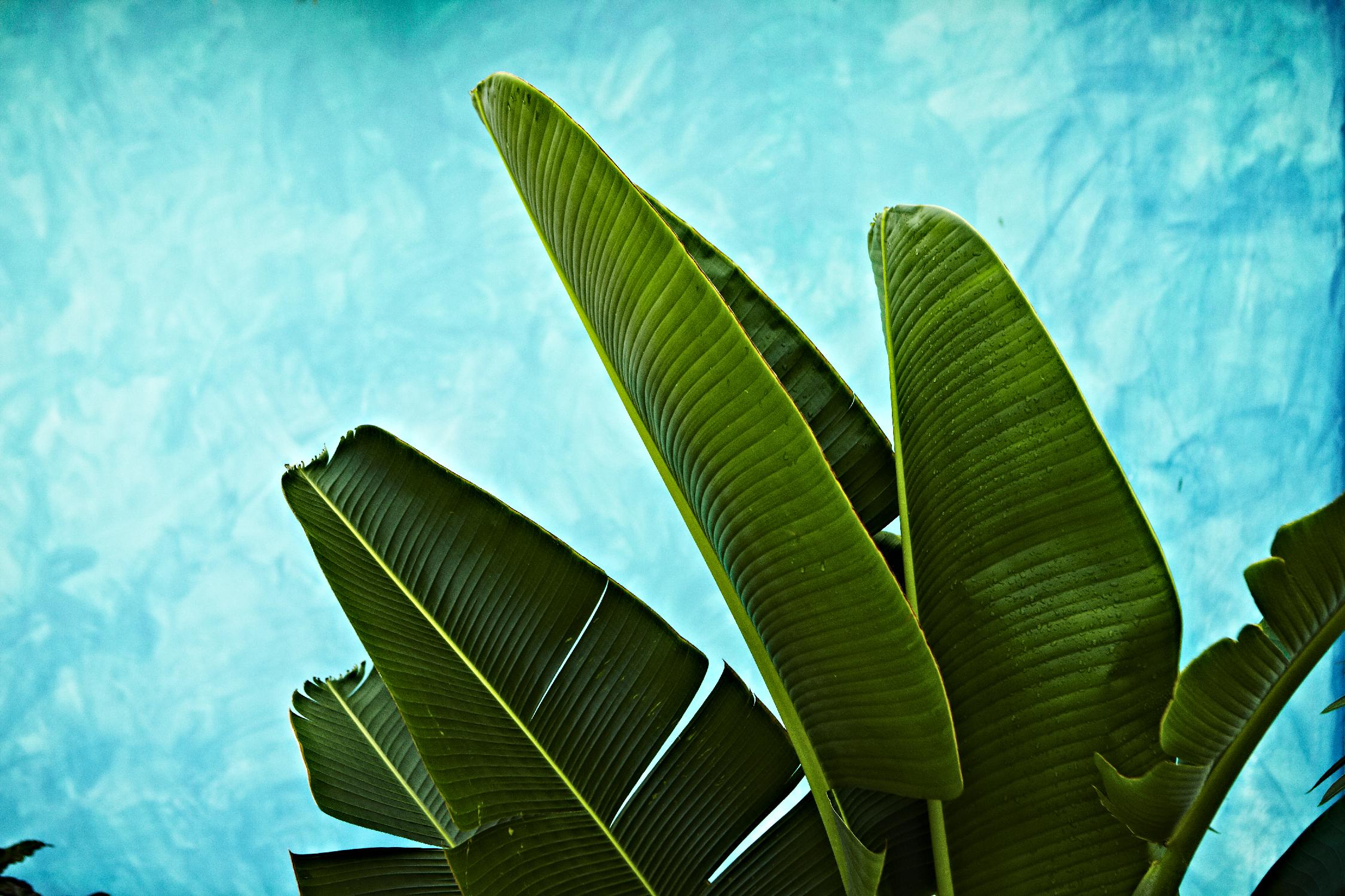 Tropical III de Peter Morneau sur GIANT ART - art photo vert