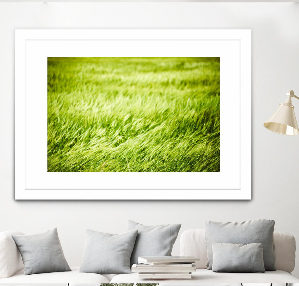 Grass I by Peter Morneau on GIANT ART - green photo art