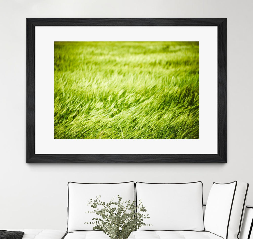 Grass I by Peter Morneau on GIANT ART - green photo art