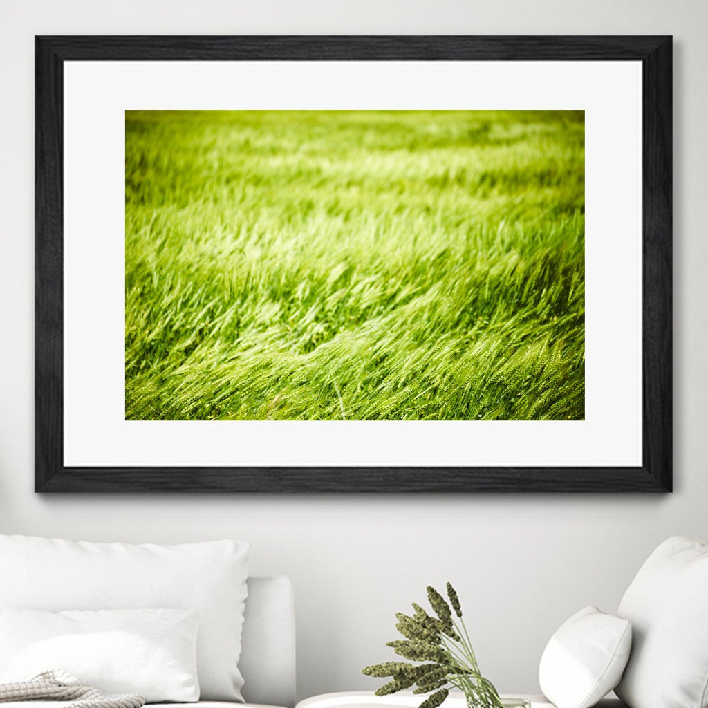 Grass I par Peter Morneau sur GIANT ART - art photo vert