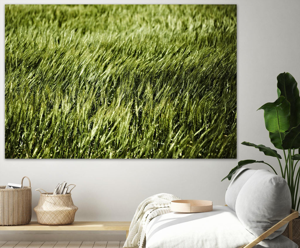 Grass II by Peter Morneau on GIANT ART - green photo art