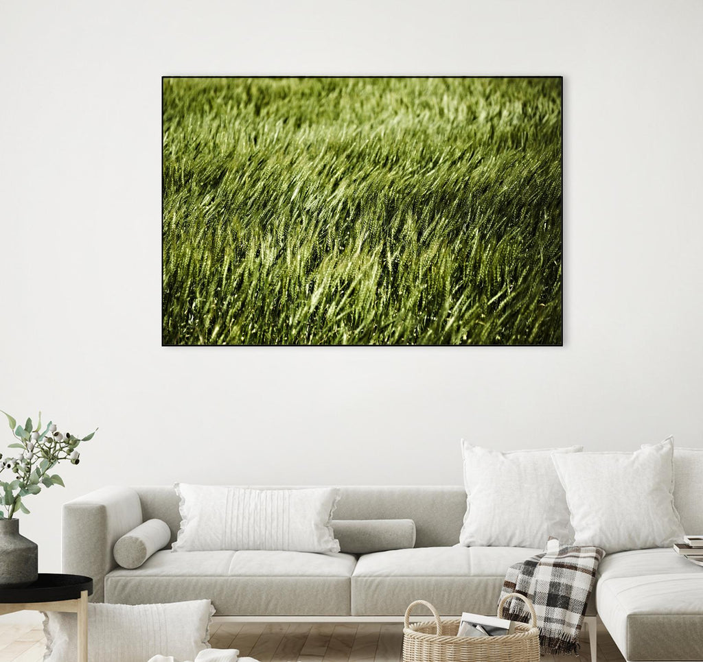 Grass II by Peter Morneau on GIANT ART - green photo art