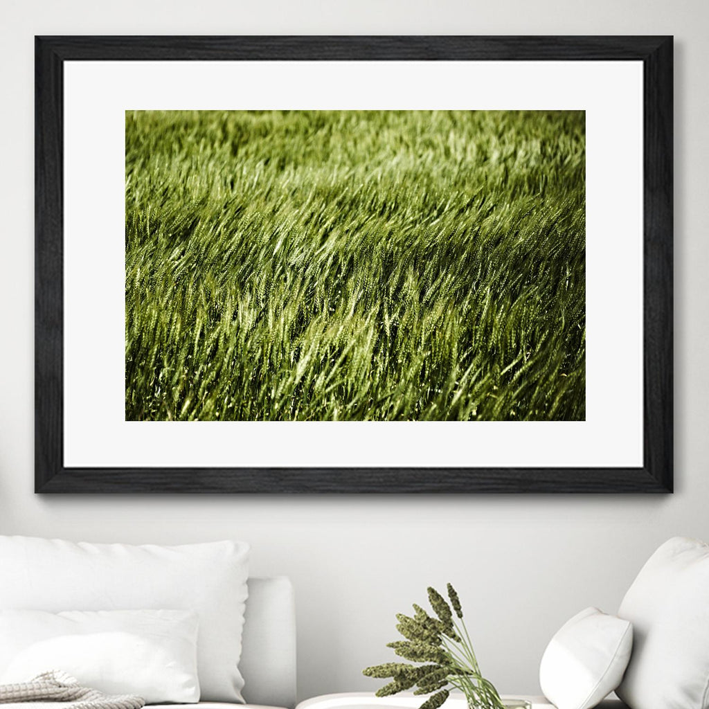 Grass II par Peter Morneau sur GIANT ART - art photo vert