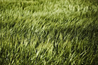 Grass II by Peter Morneau on GIANT ART - green photo art