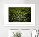 Grass III by Peter Morneau on GIANT ART - green photo art