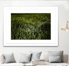 Grass III by Peter Morneau on GIANT ART - green photo art