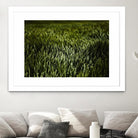 Grass III by Peter Morneau on GIANT ART - green photo art