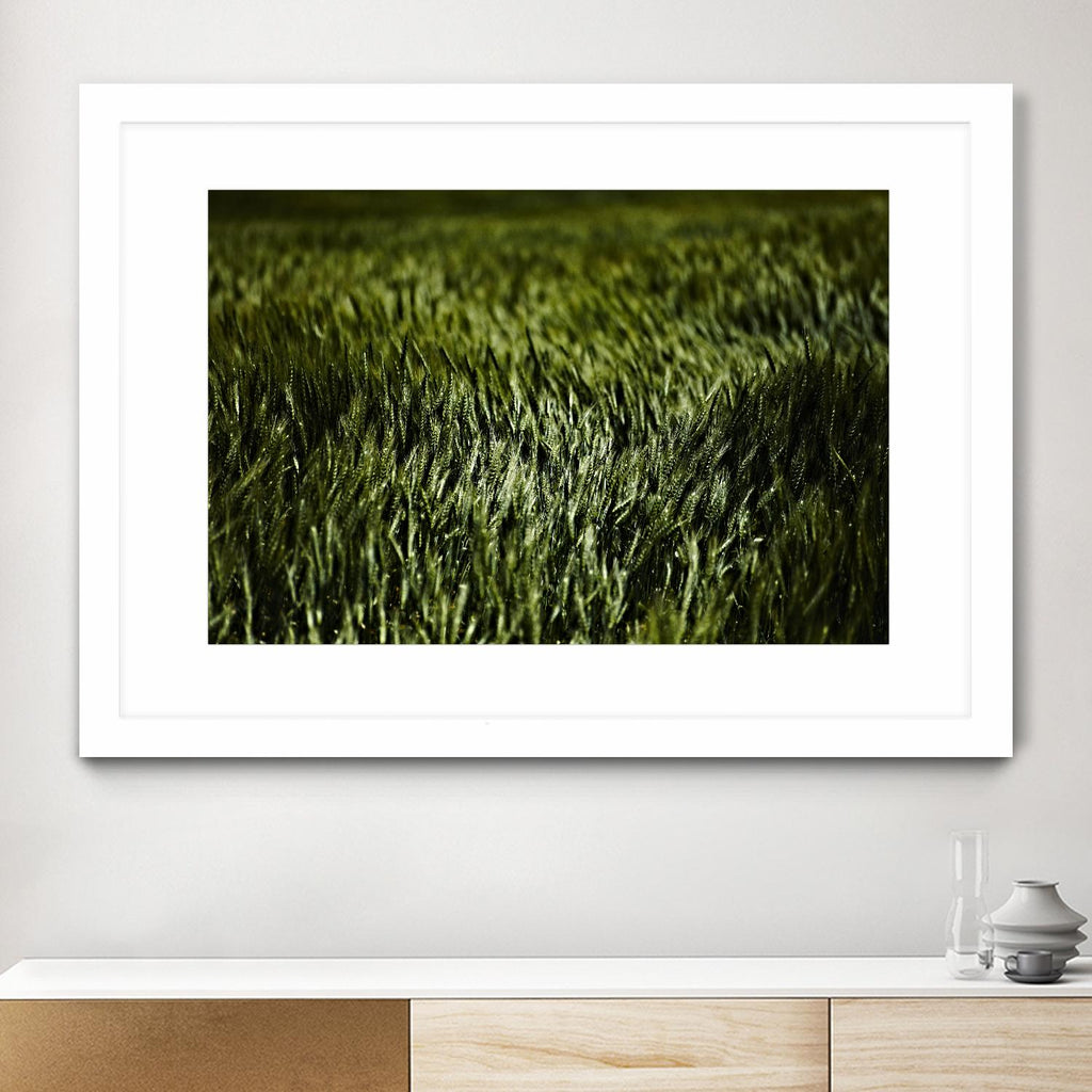 Grass III par Peter Morneau sur GIANT ART - art photo vert
