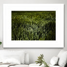 Grass III by Peter Morneau on GIANT ART - green photo art