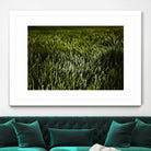 Grass III by Peter Morneau on GIANT ART - green photo art