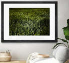 Grass III by Peter Morneau on GIANT ART - green photo art