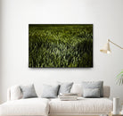 Grass III by Peter Morneau on GIANT ART - green photo art